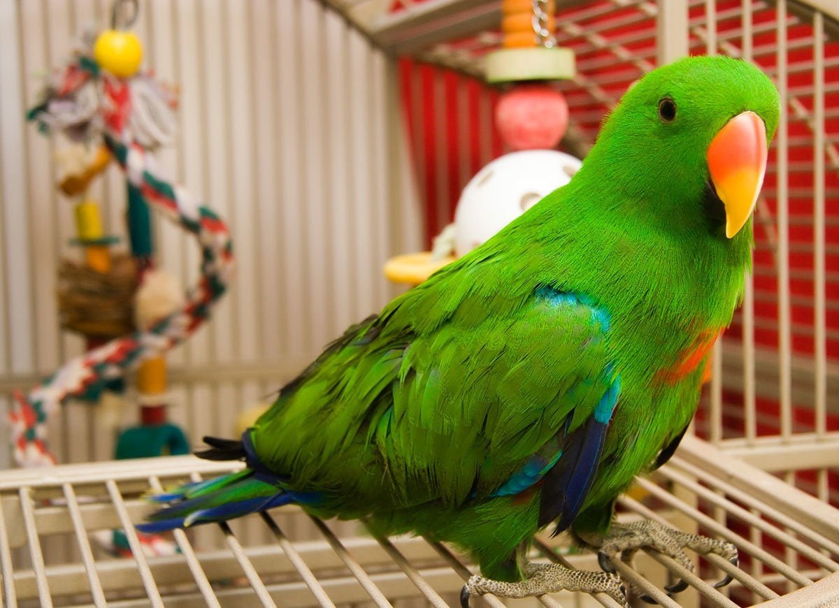 Попугай Солнечный аратинга