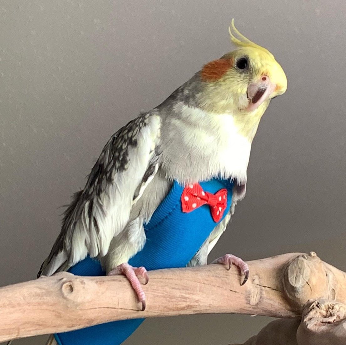 Ручные попугайчики милые