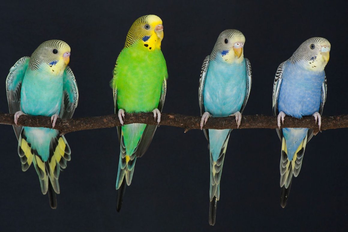 Попугай жако и корелла