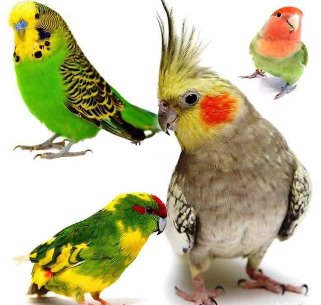 Волнистые попугайчики неразлучники