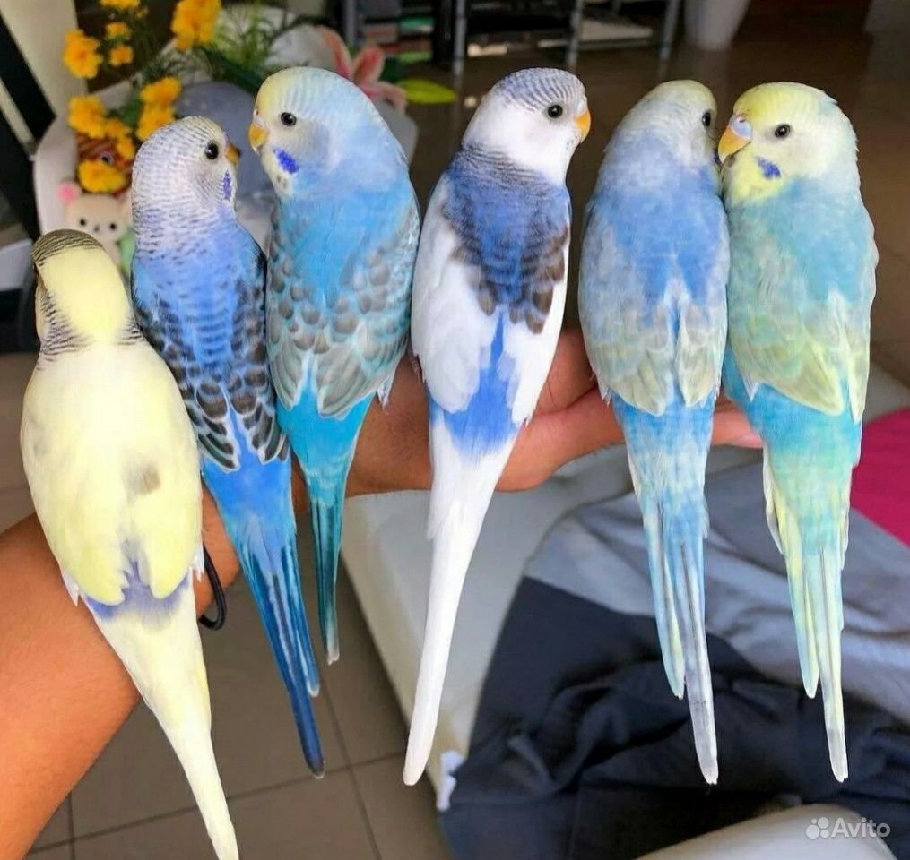 Белый волнистый попугай