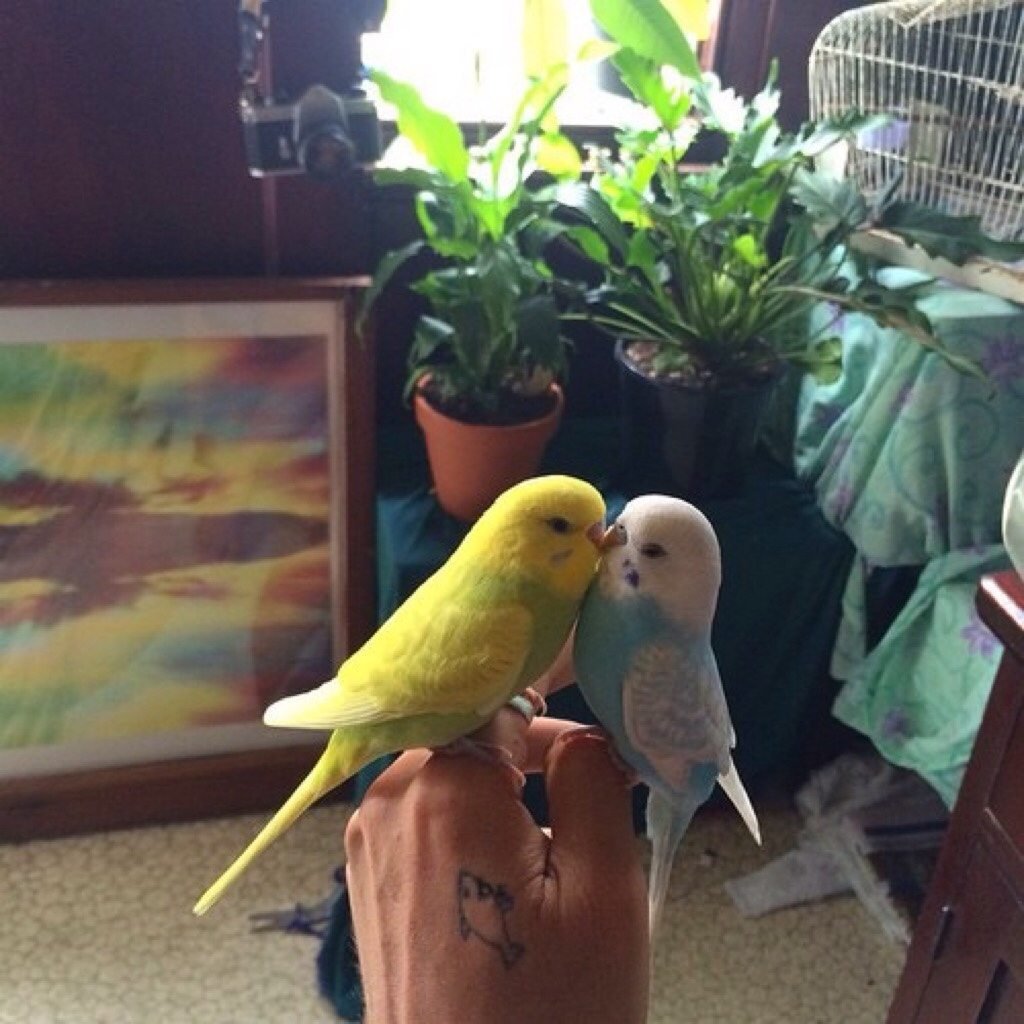 Мои волнистые попугайчики