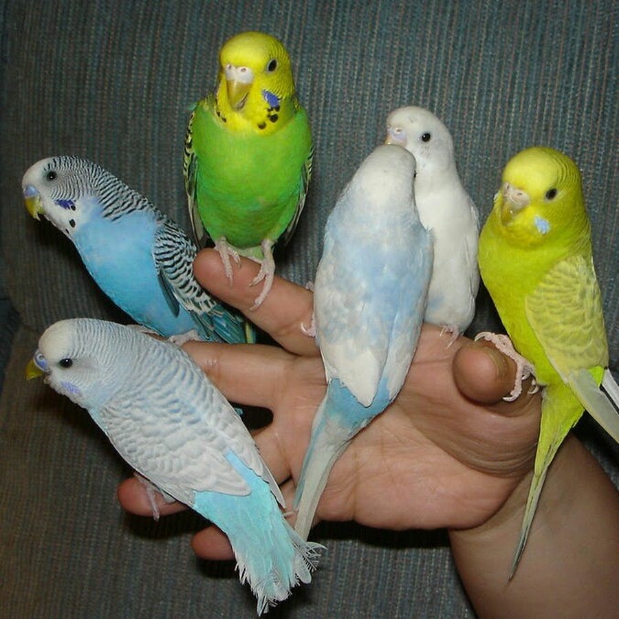 Попугаи неразлучники стая