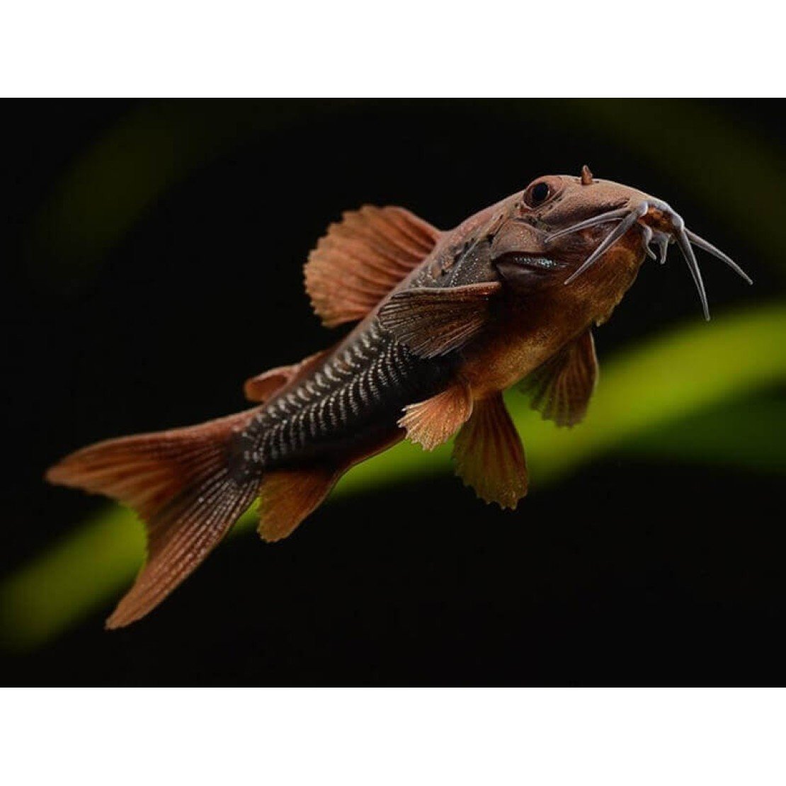 Коридорас Венесуэла Блэк