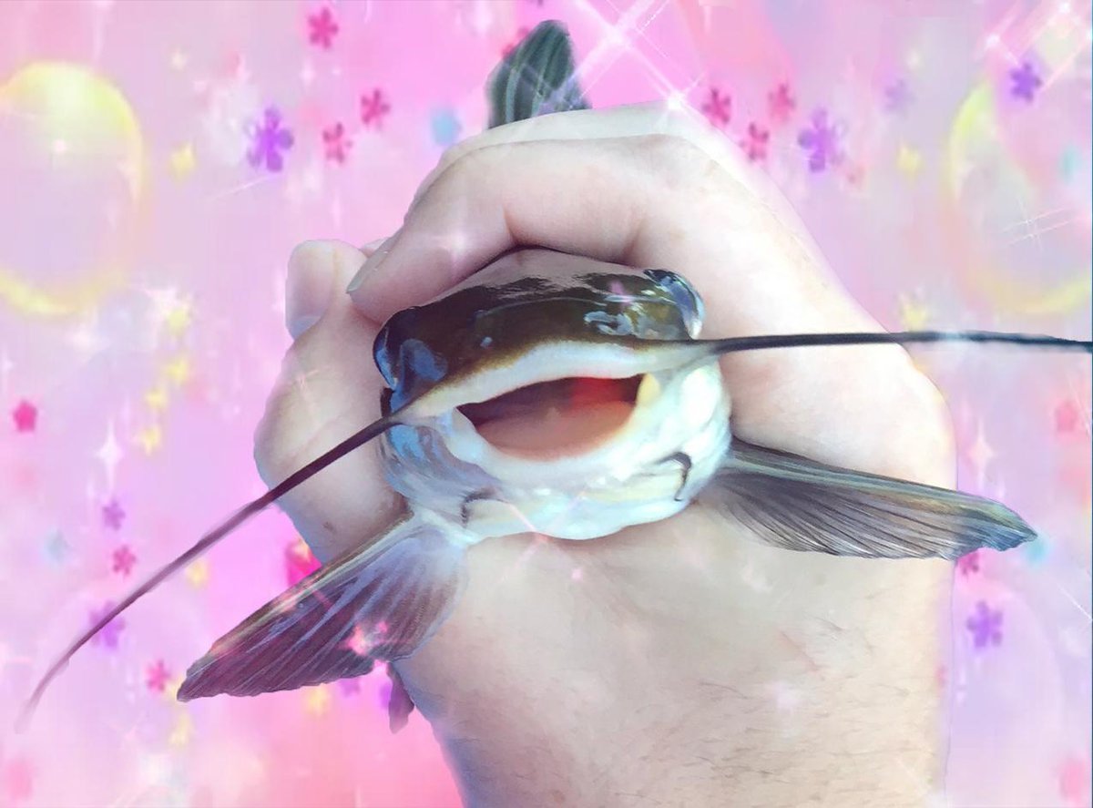 Милые рыбки