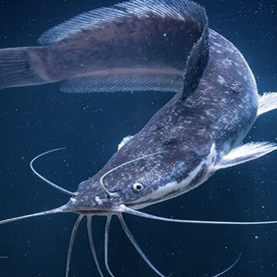 Клариевый Африканский мраморный сом