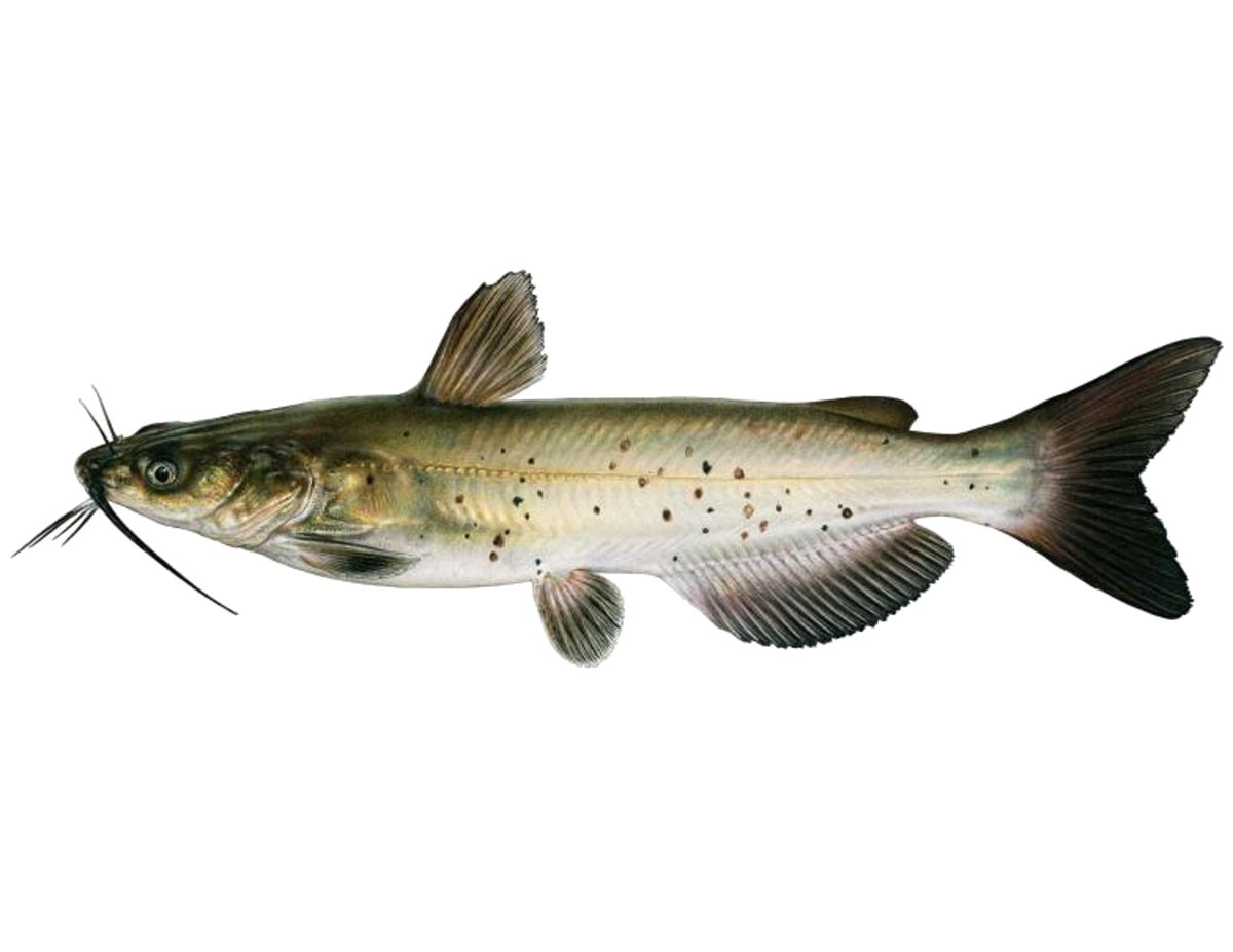 Американский канальный сомик