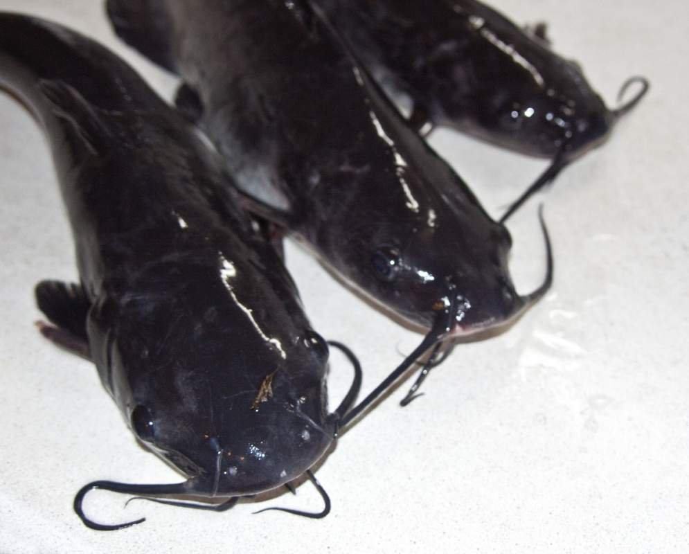 Американский канальный сомик