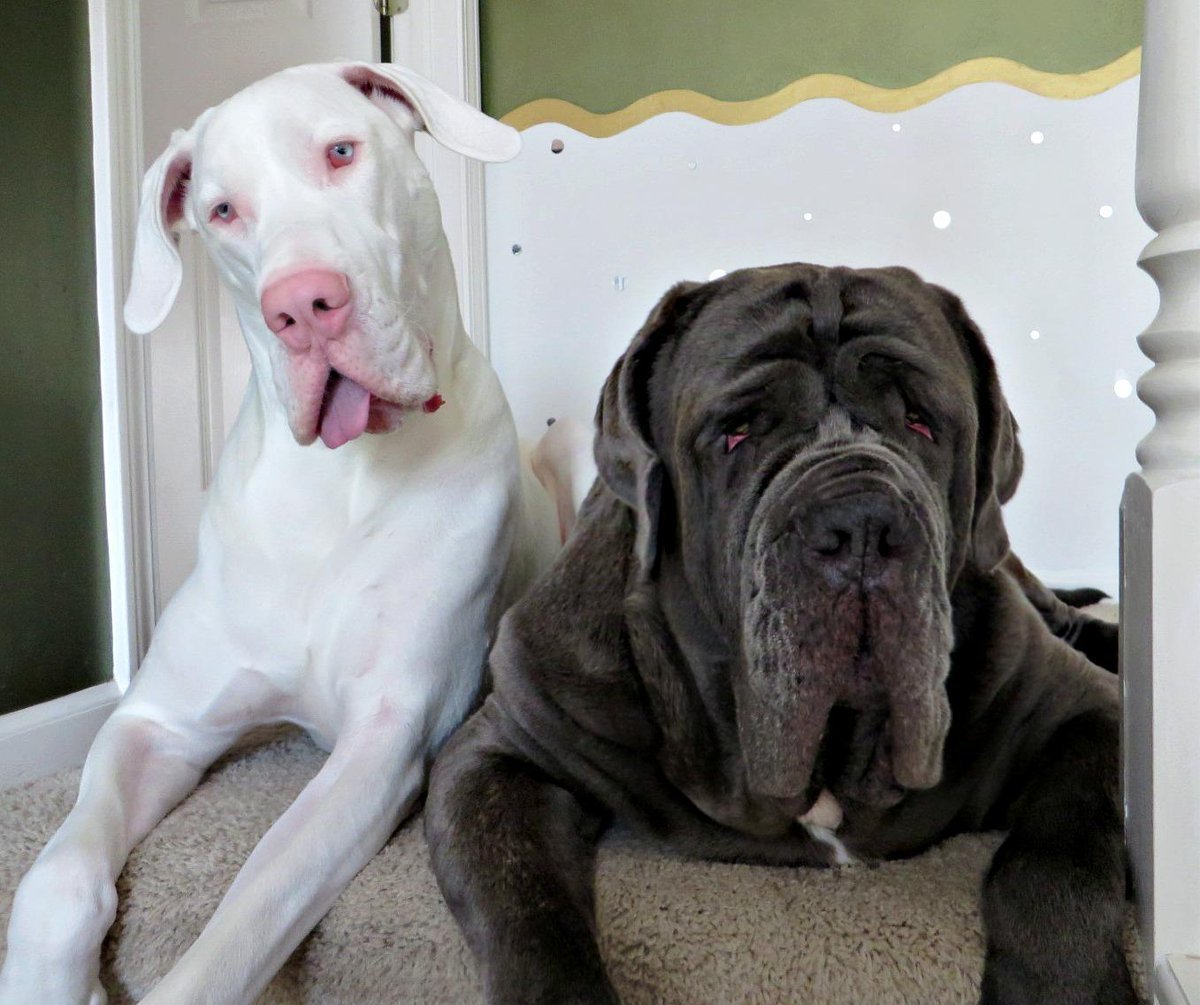 Немецкий дог альбинос