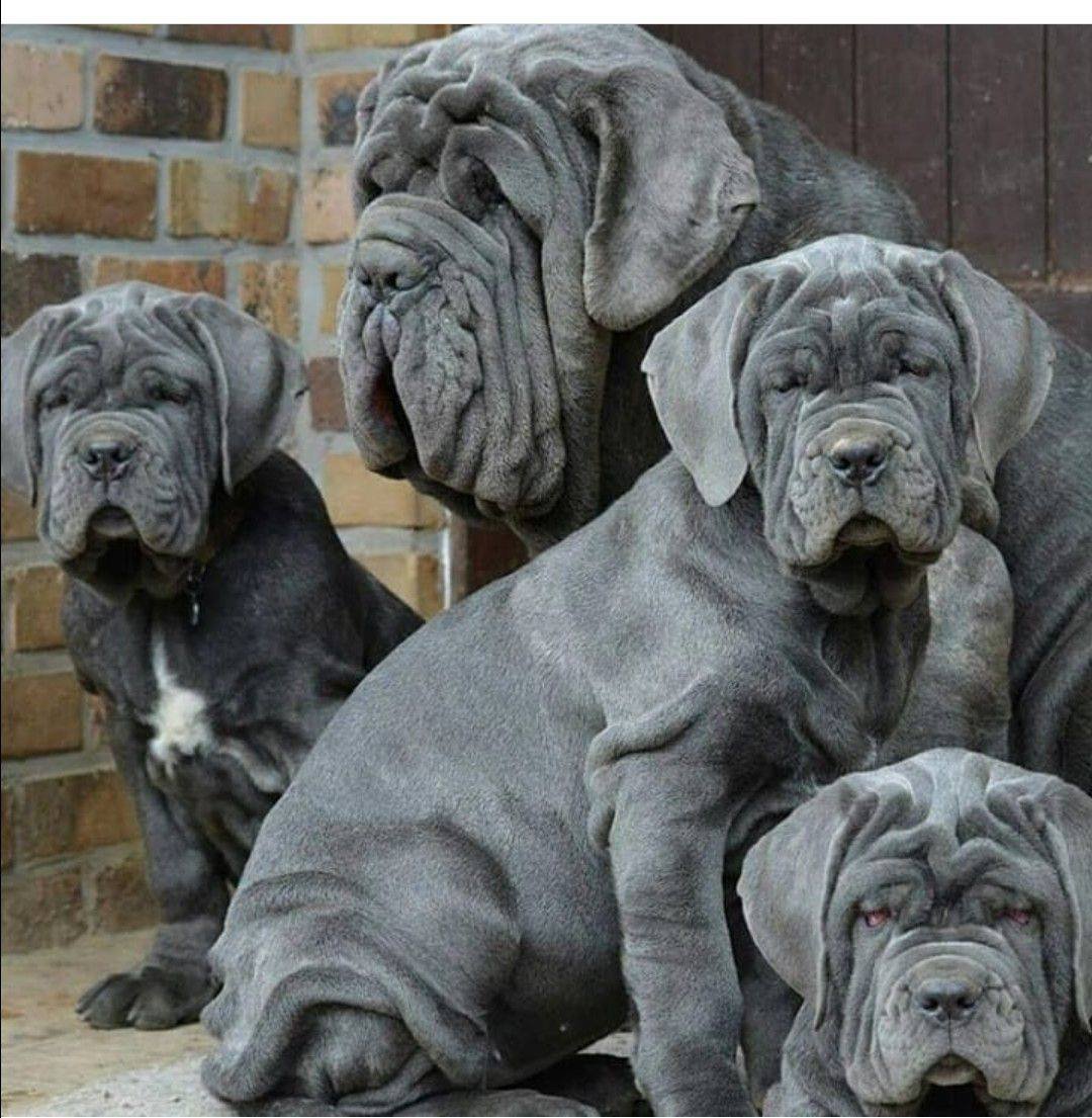 Мастино неаполитано