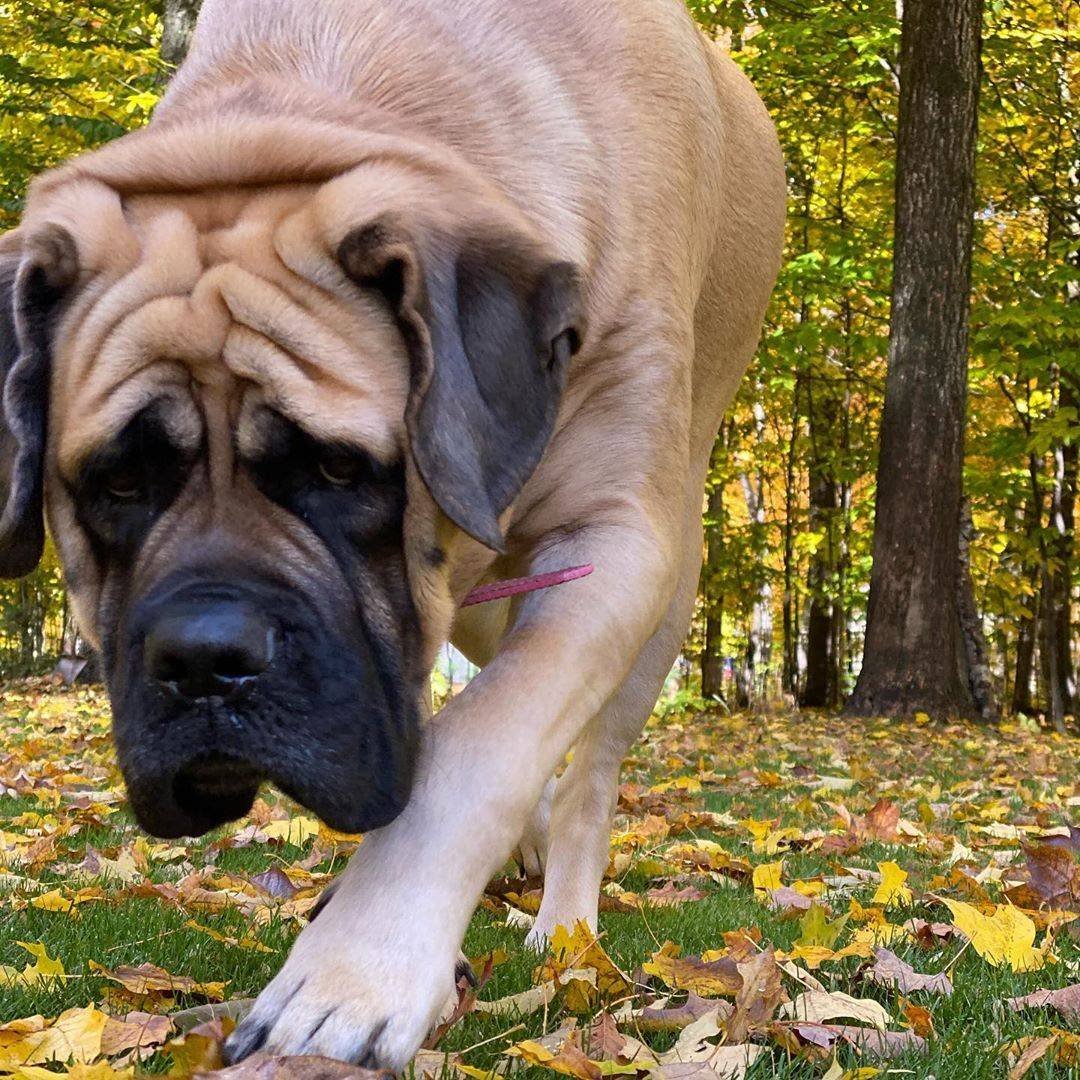 Ирландский мастиф