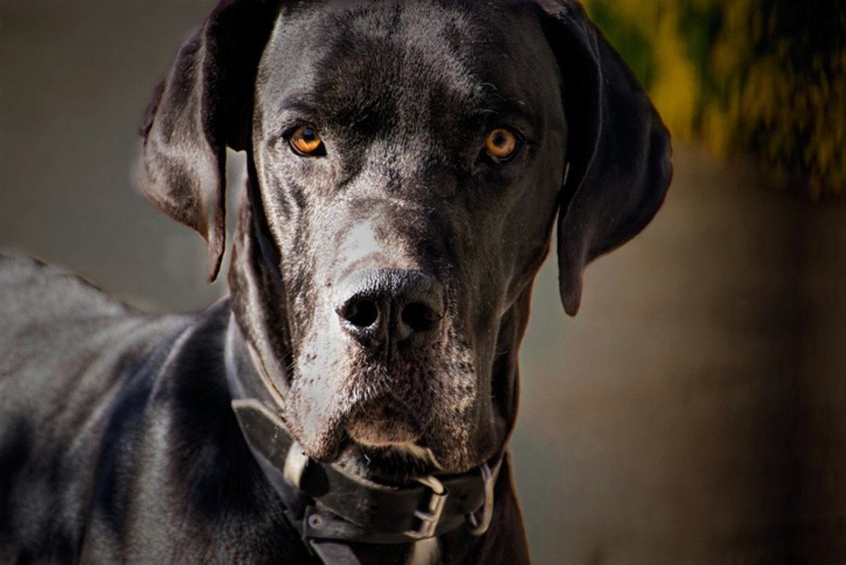 Great Dane
