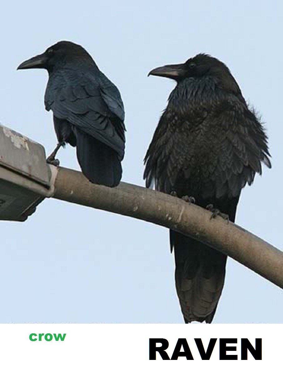 Воронёнок (птенец во́рона)