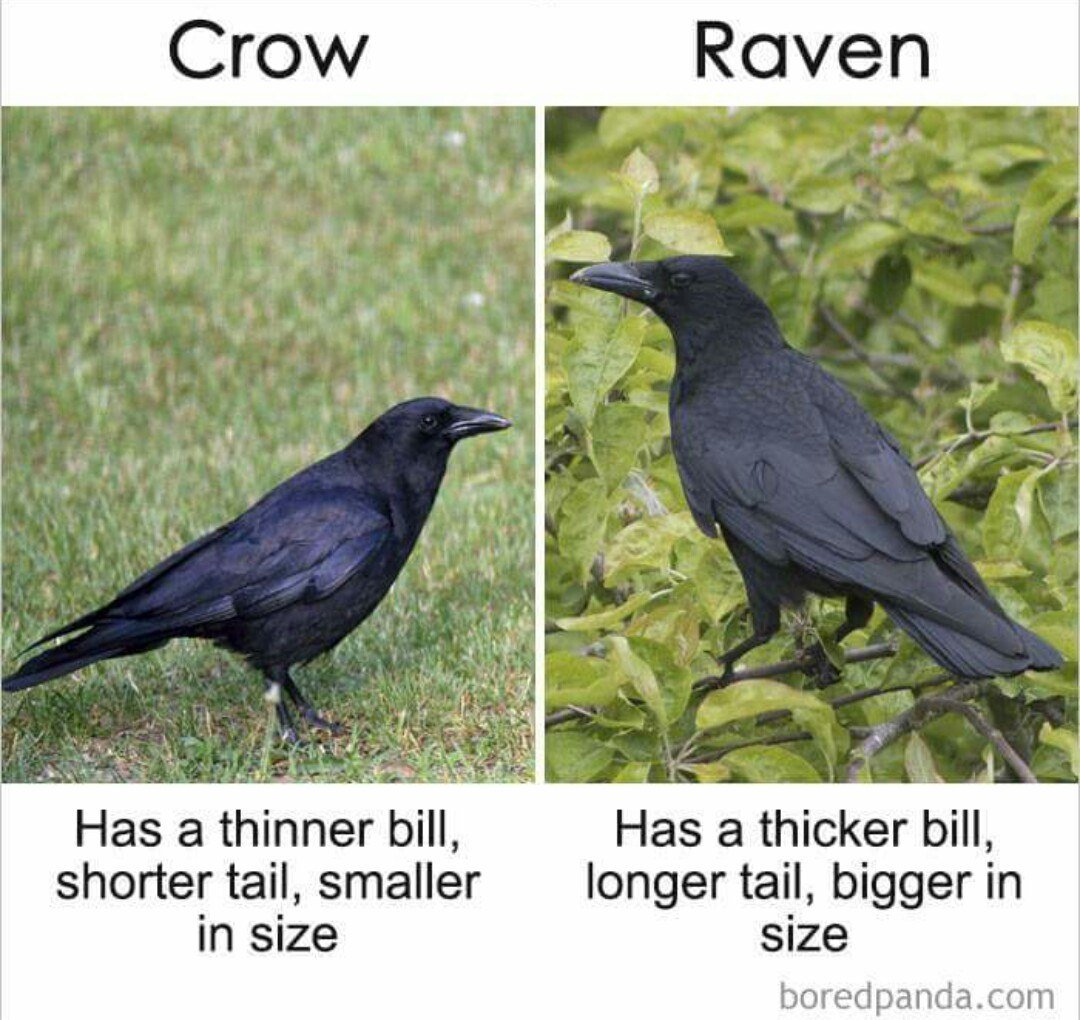 Чем отличается черный. Ворон и ворона. Ворон и ворона это разные птицы. Грач и ворона. Размер Грача и вороны.
