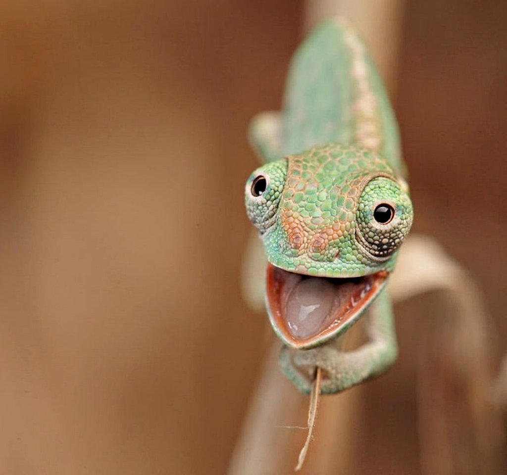 Геккон эублефар хамелеон улыбается