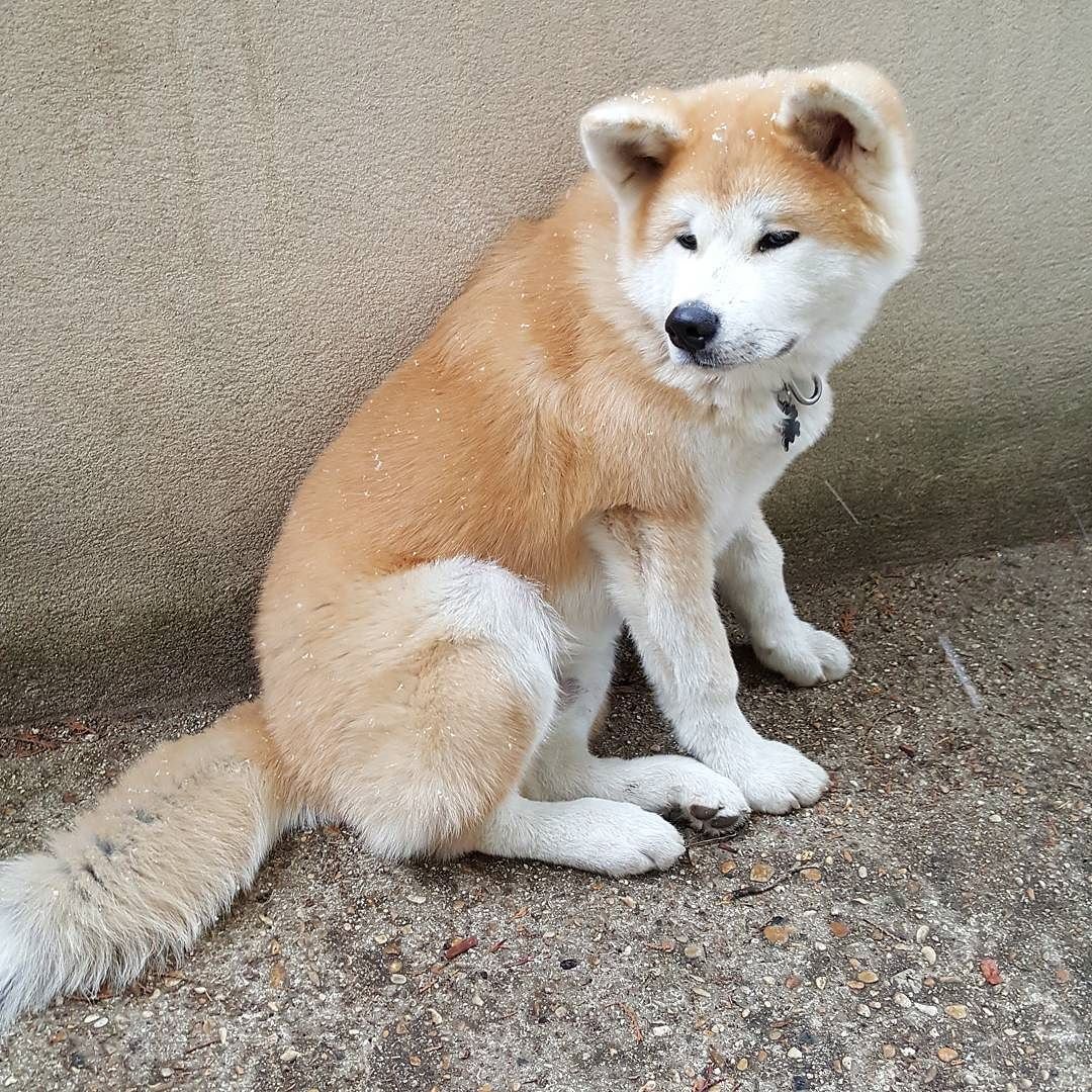 Акита-ину длинношерстная