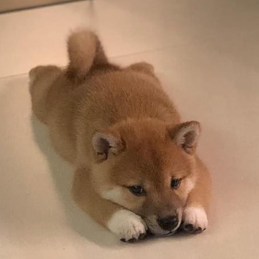 Грумминг Акита ину