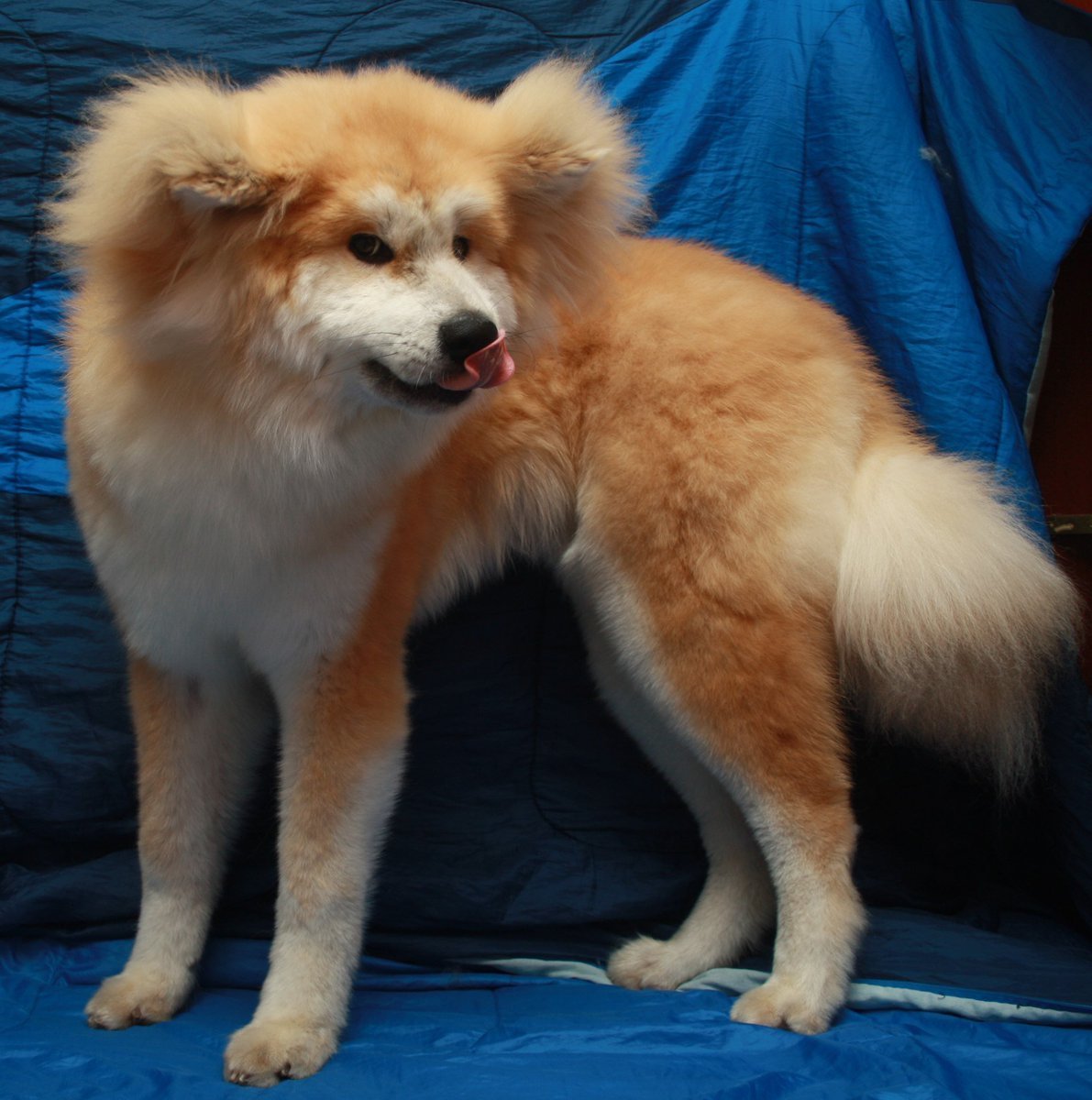 Хаски на скейтборде