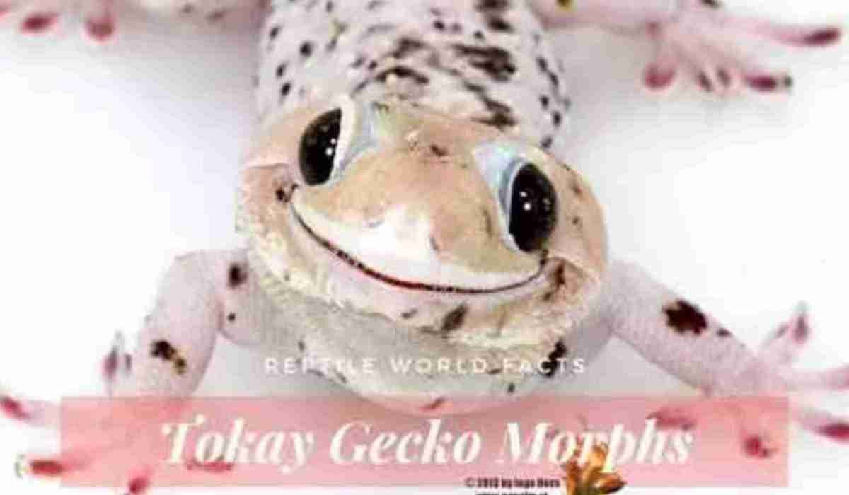 Геккон токи Albino