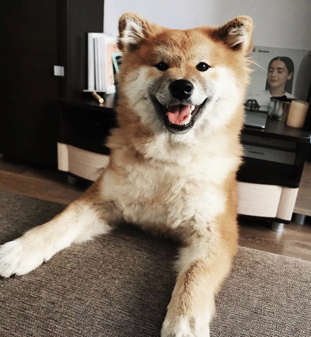 Чау-чау собака