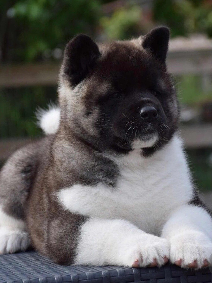 Сиба ину щенок