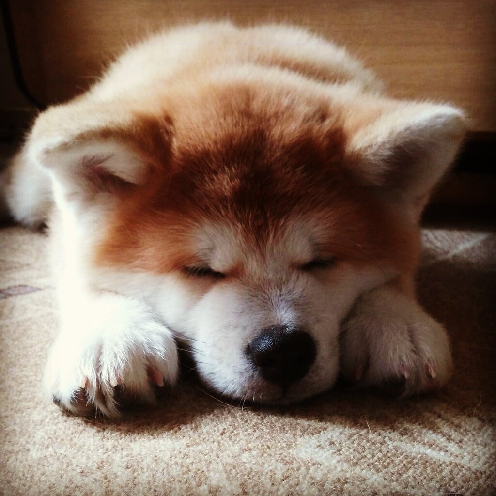 Акита ину чемпион