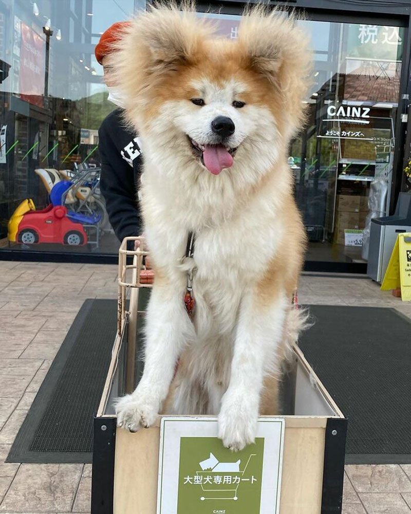 Японская Акита длинношерстная