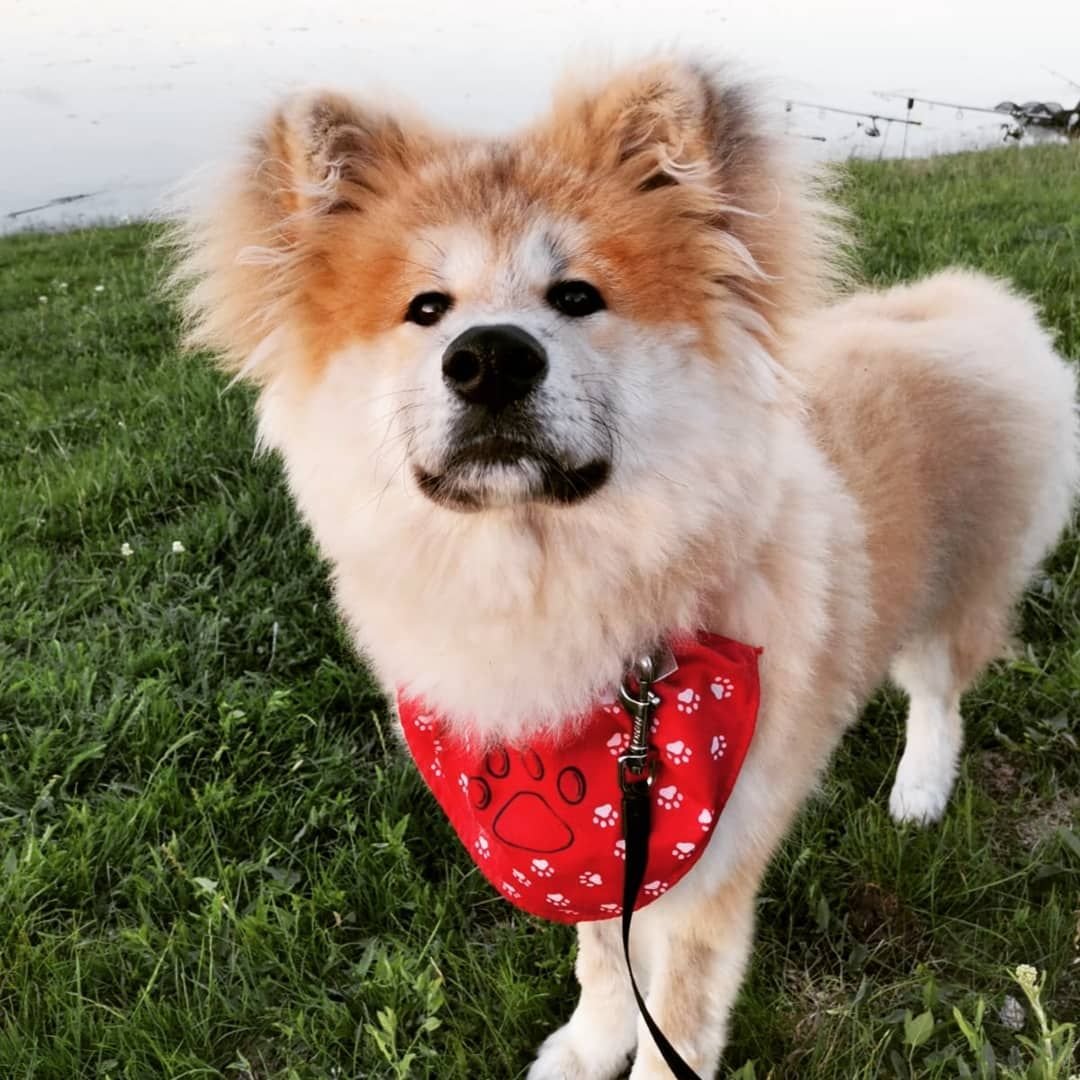 Длиношерстые Акито ино