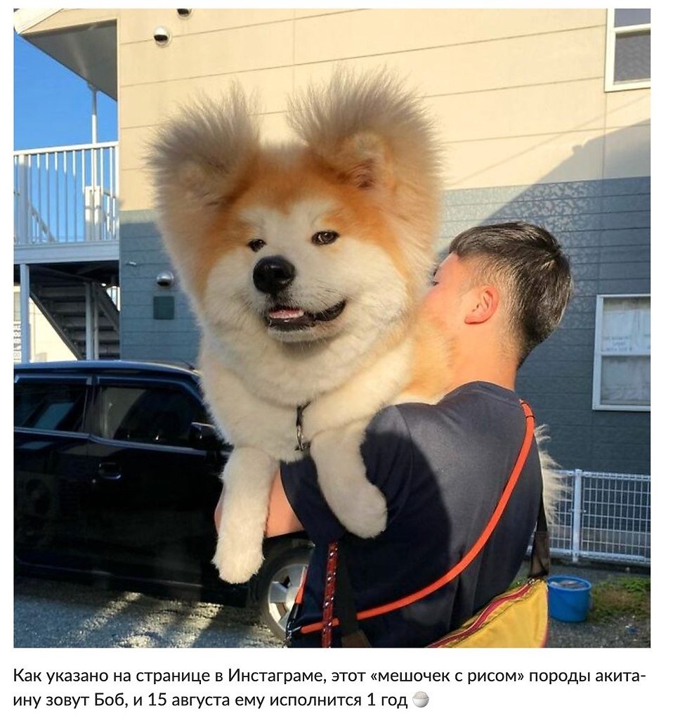 Мариенбургская овчарка