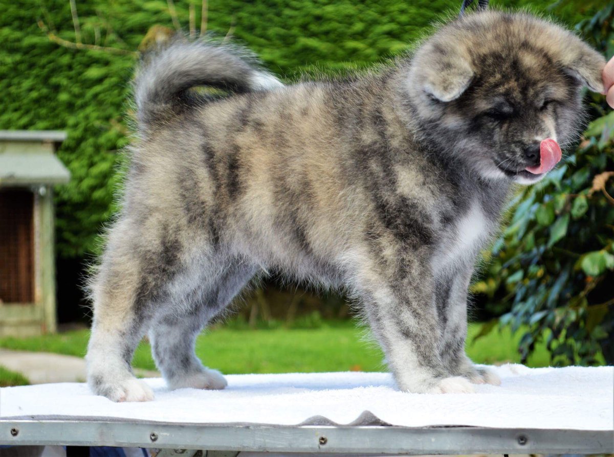 Лаппхунд оленегонная лайка