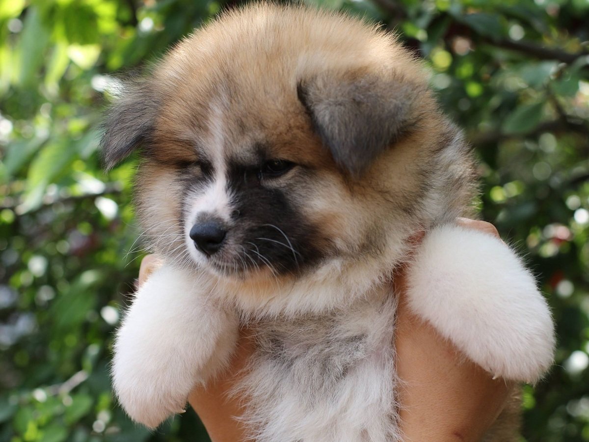 Акита ину осень