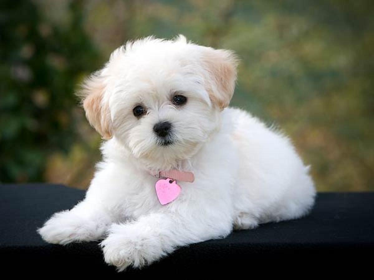 Мальтийская болонка короткошерстная коричневая