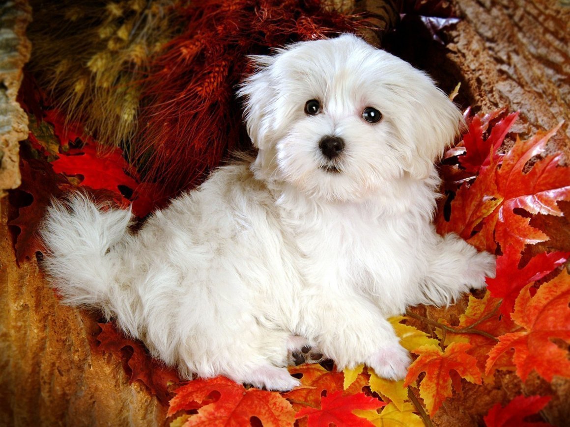 Бишон Болоньез Мальтийская болонка