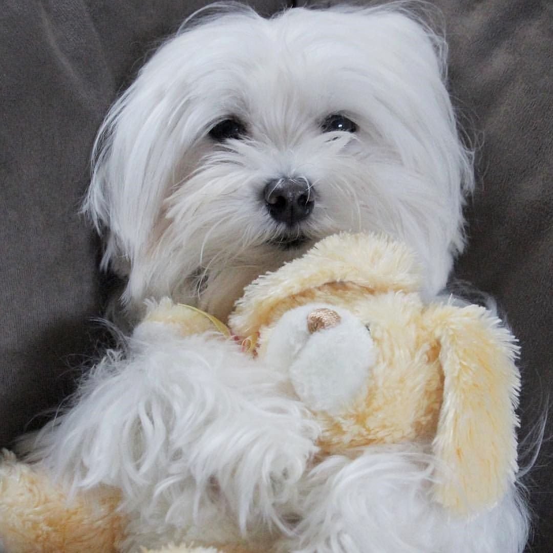 Мальтийская болонка и чихуахуа