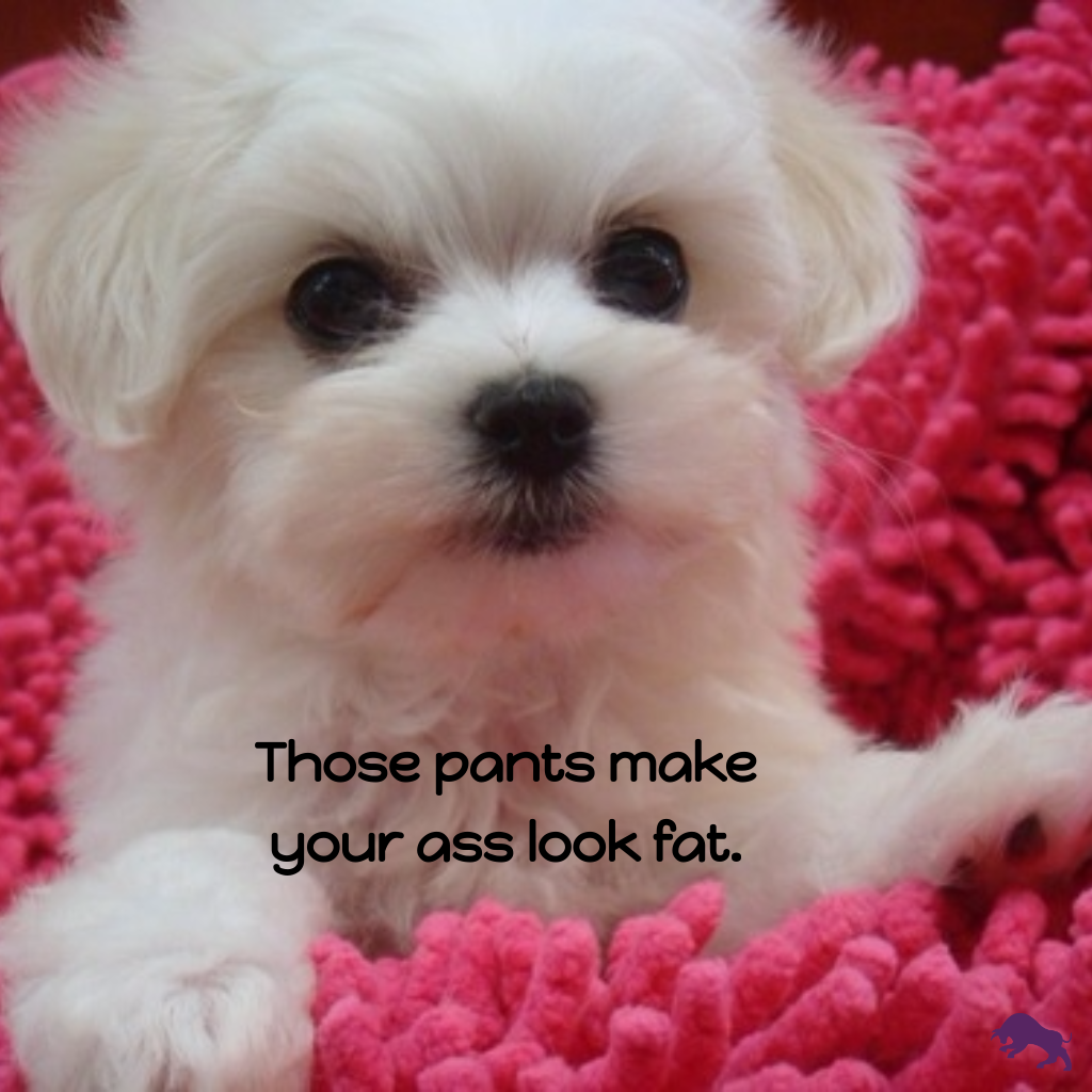 Мальтийская болонка мини щенки