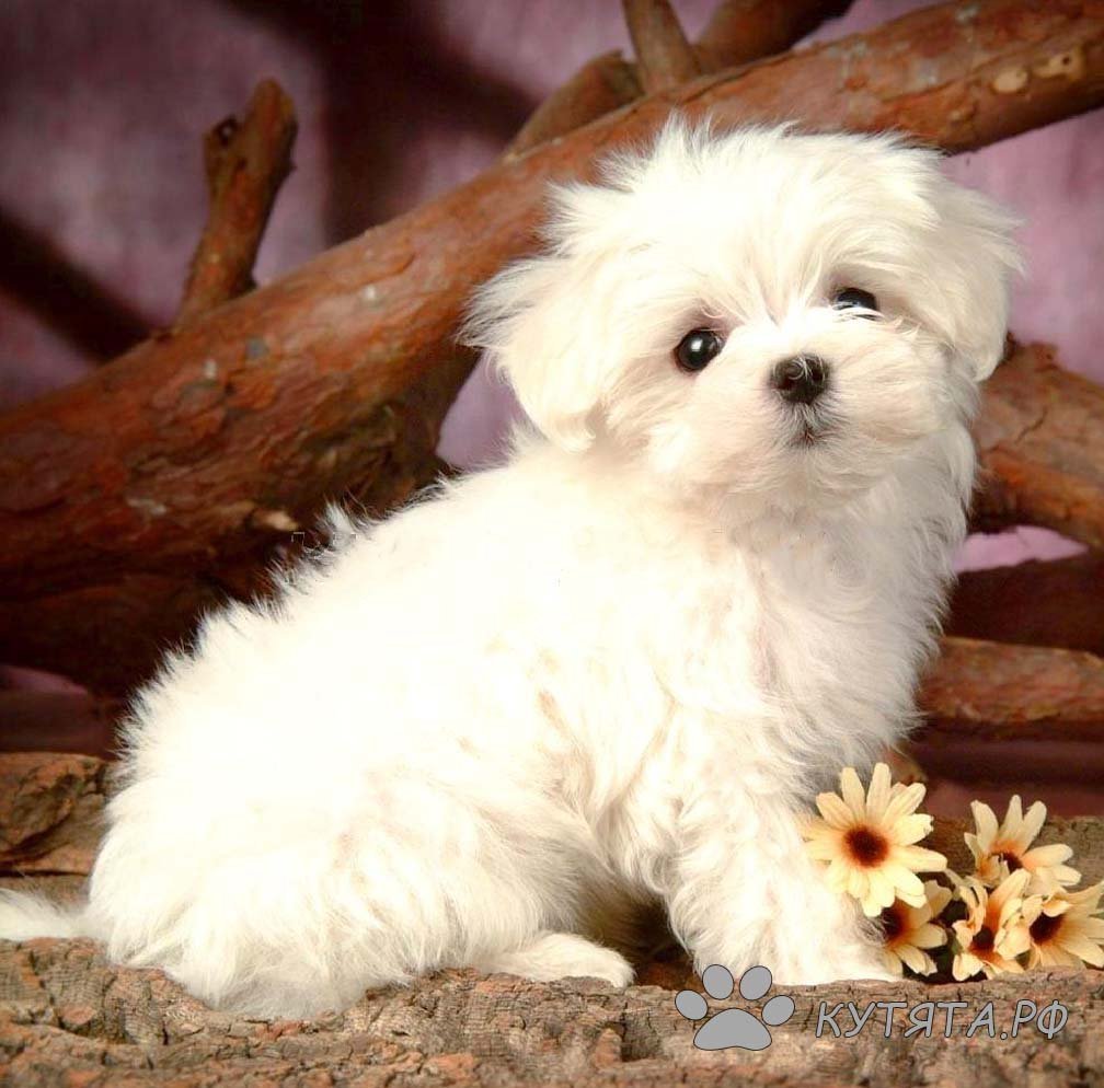 Пекинская болонка