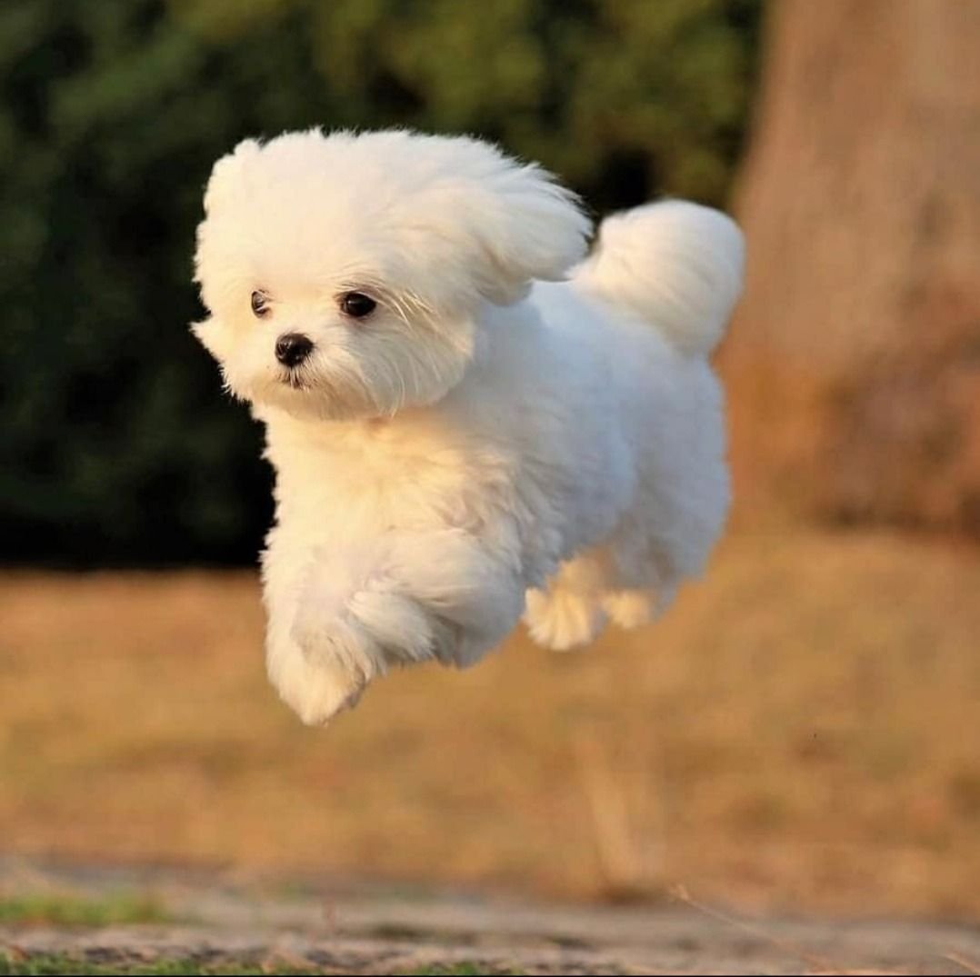 Мальтийская болонка Teacup