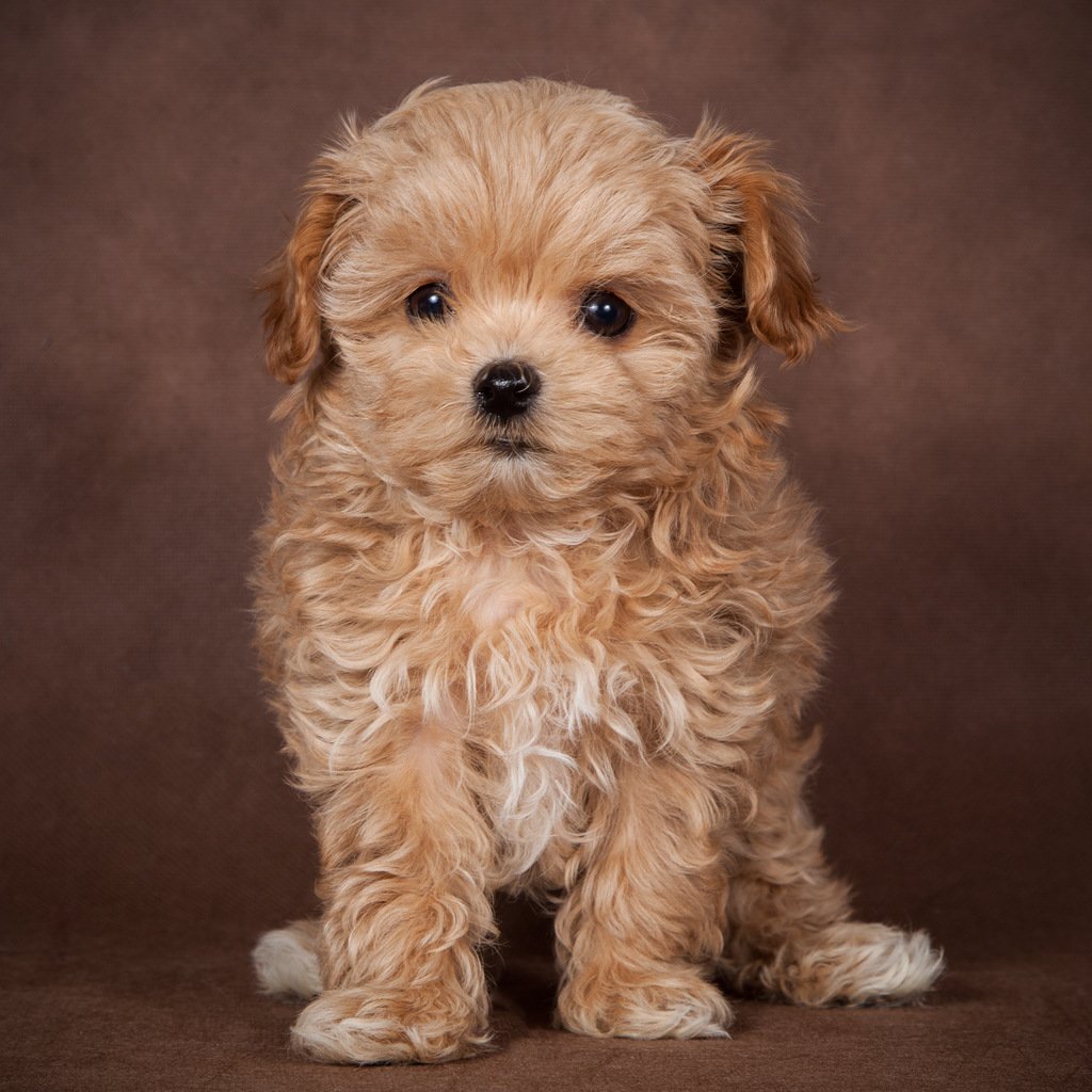 Болонка мальтипу