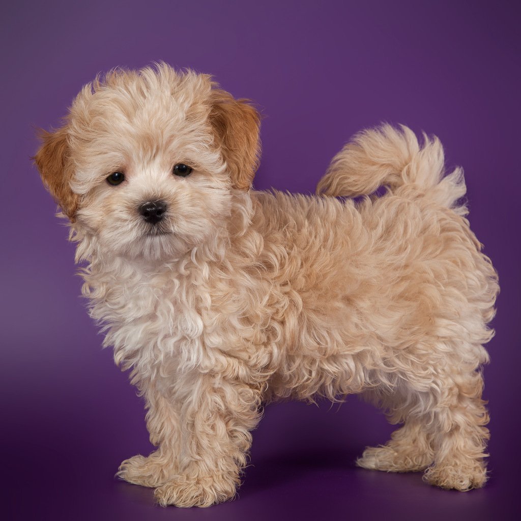 Мальтийская болонка и пудель