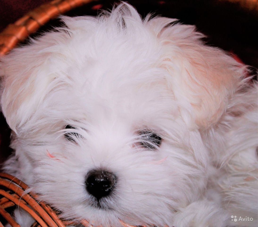 Породы собак Мальтийская болонка