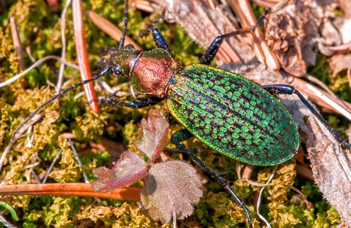 Династес гранти Жук