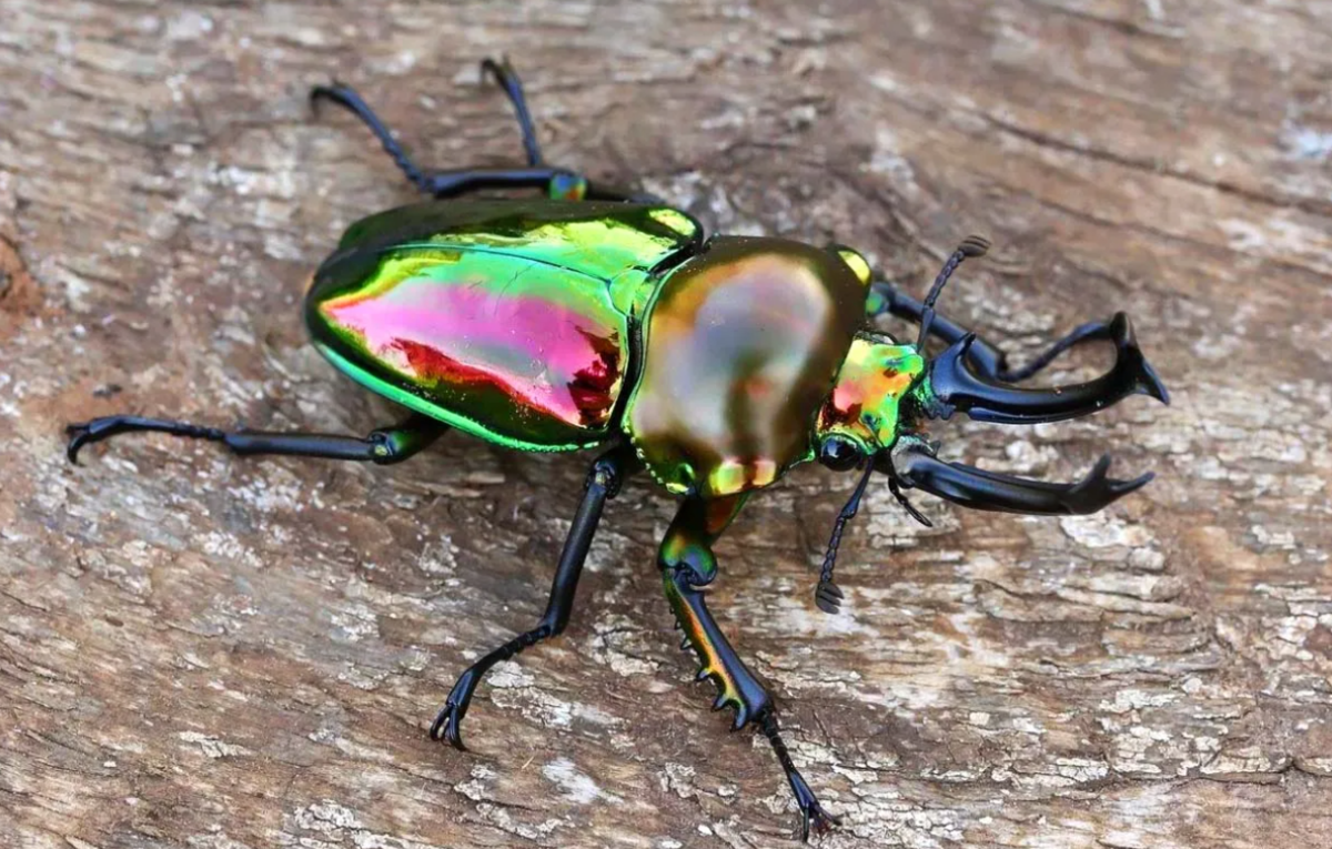 Жук Рогач самец