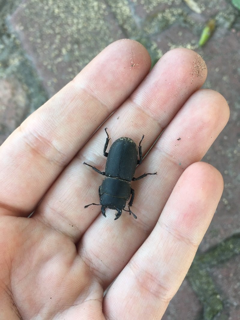 Жук картинка