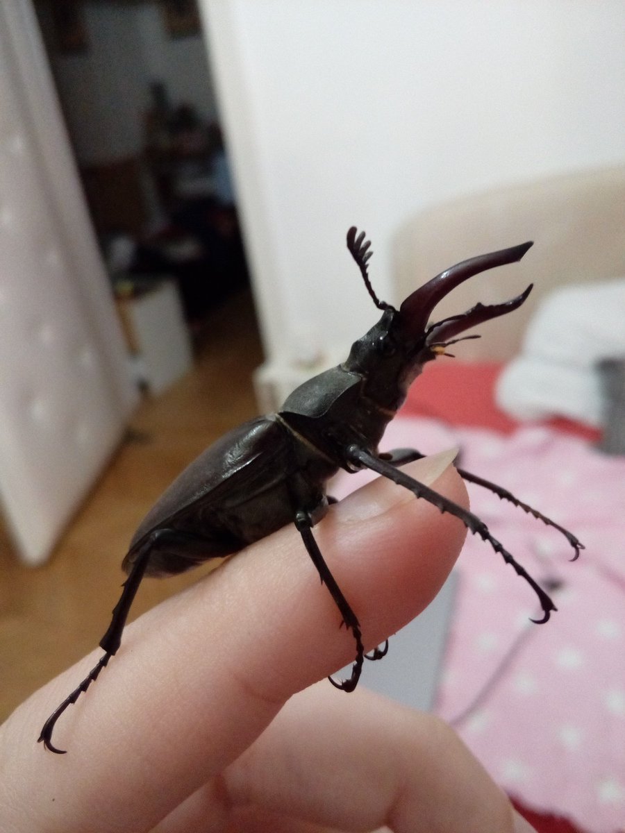 Жук Dorcus parallelipipedus