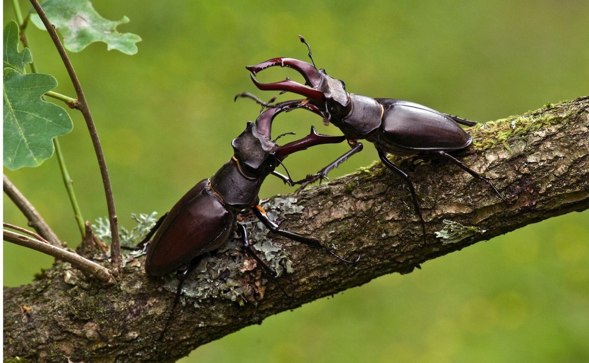 Жук Кожевник