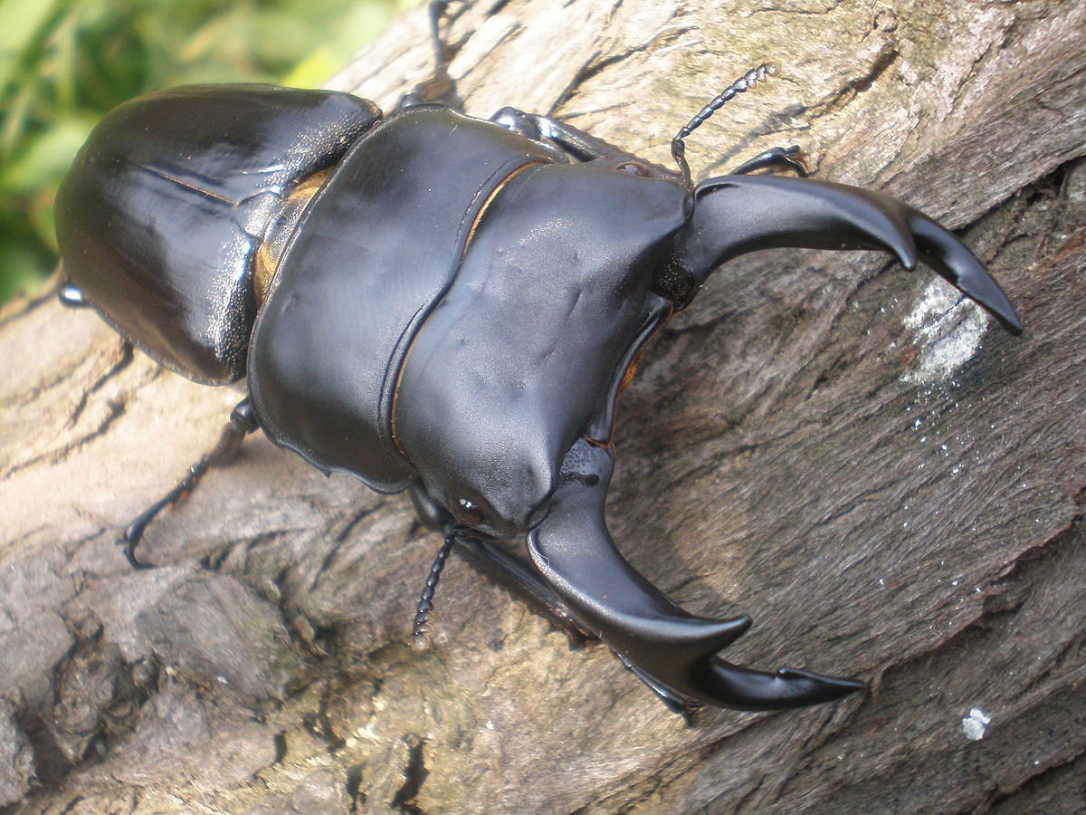Жук носорог навозник