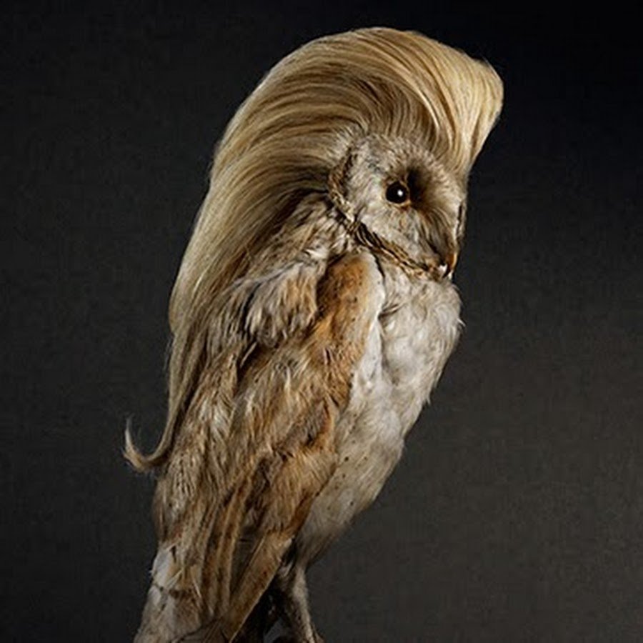 Птица с прической