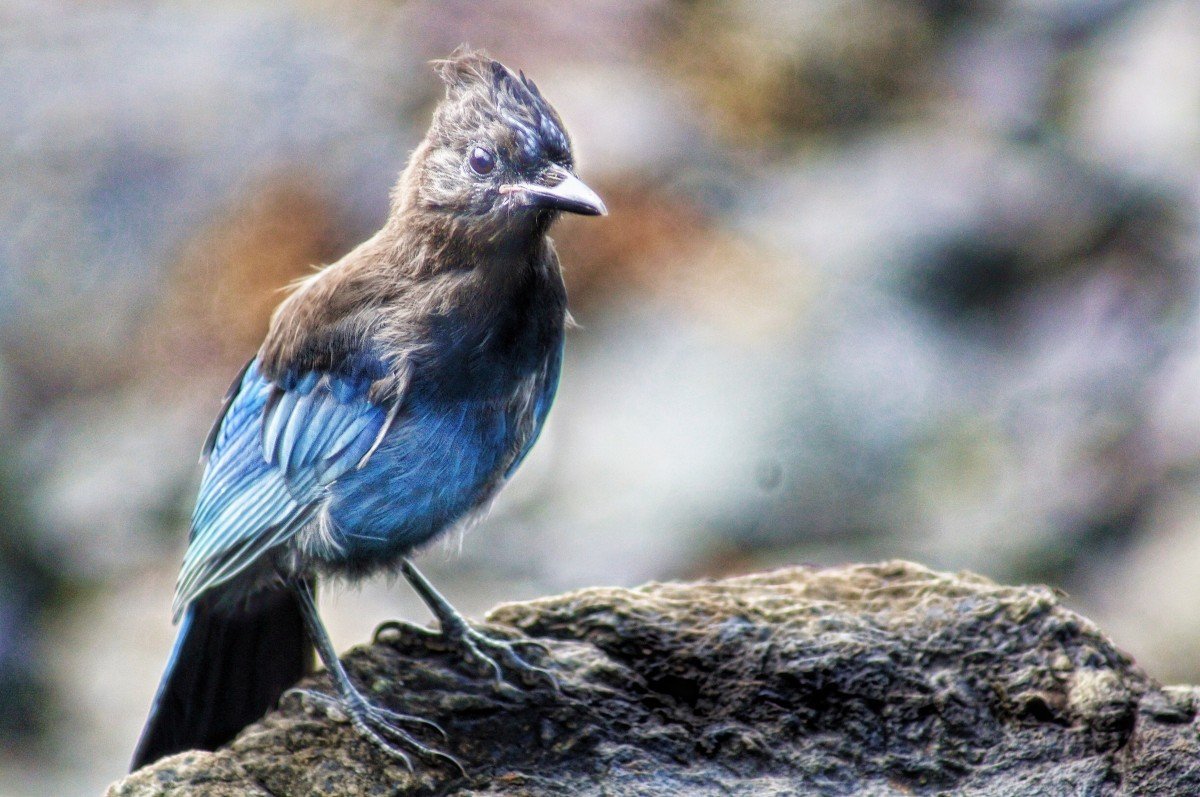 Птица с голубыми боками