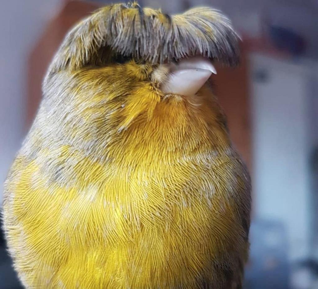 Хохлатая канарейка