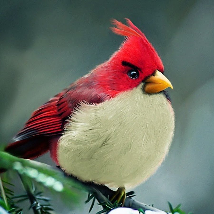 Птицы Энгри бердз в реальной жизни